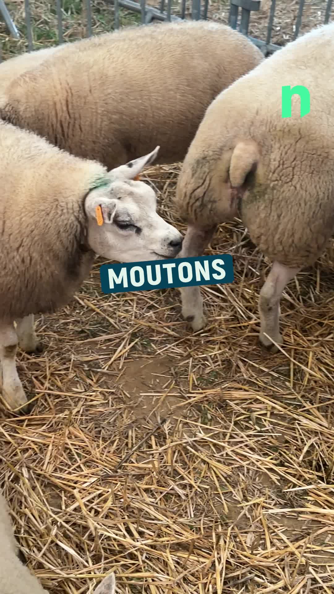 Vaches\u002c moutons\u002c lapins ou chevaux 🐮🐴🐰  Ils étaient tous présents à la Foire agricole de Frasnes\u002c organisé chaque 3e week-end de septembre.