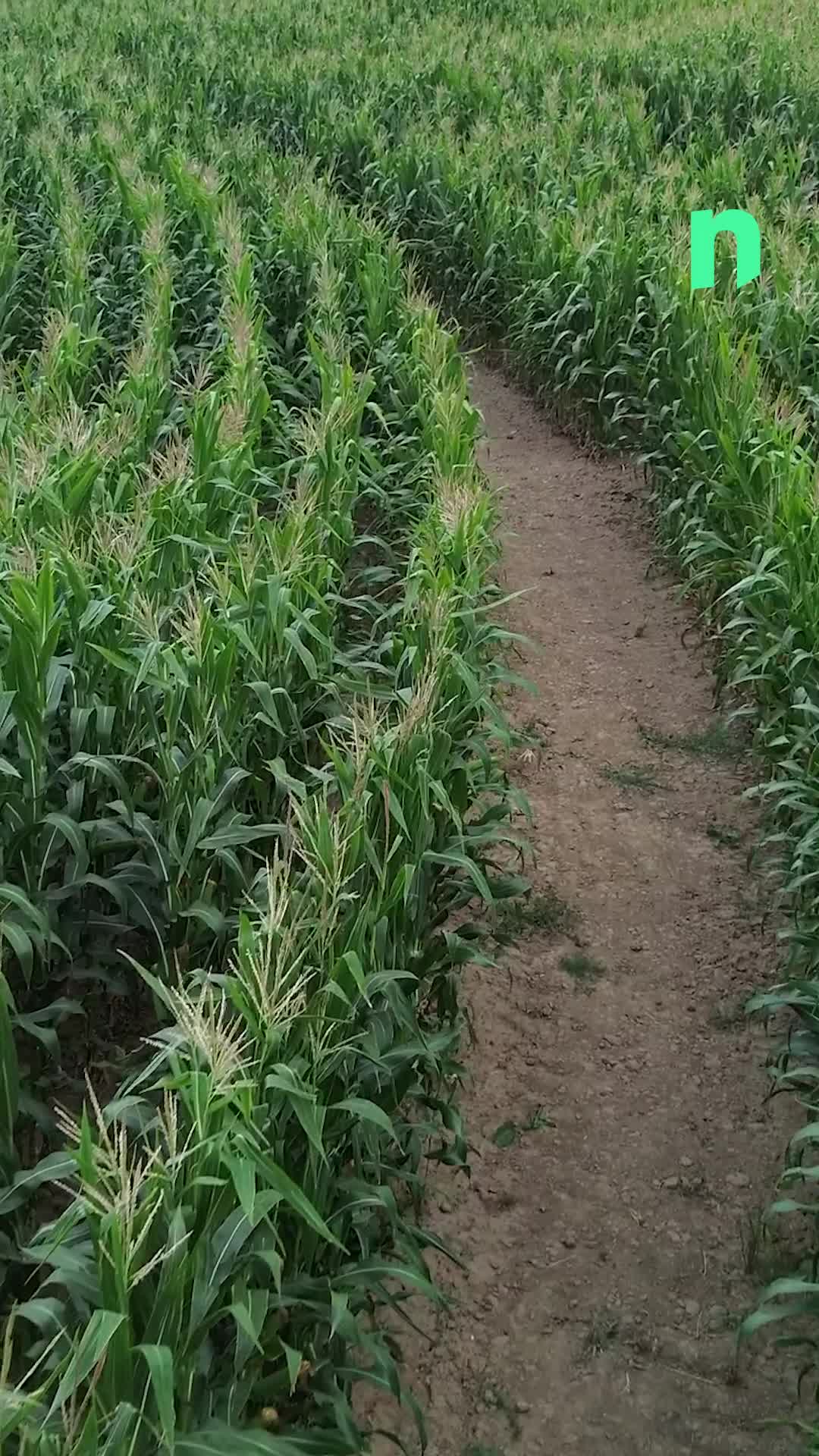 Le labyrinthe de maïs est de retour à Huissignies 🌽