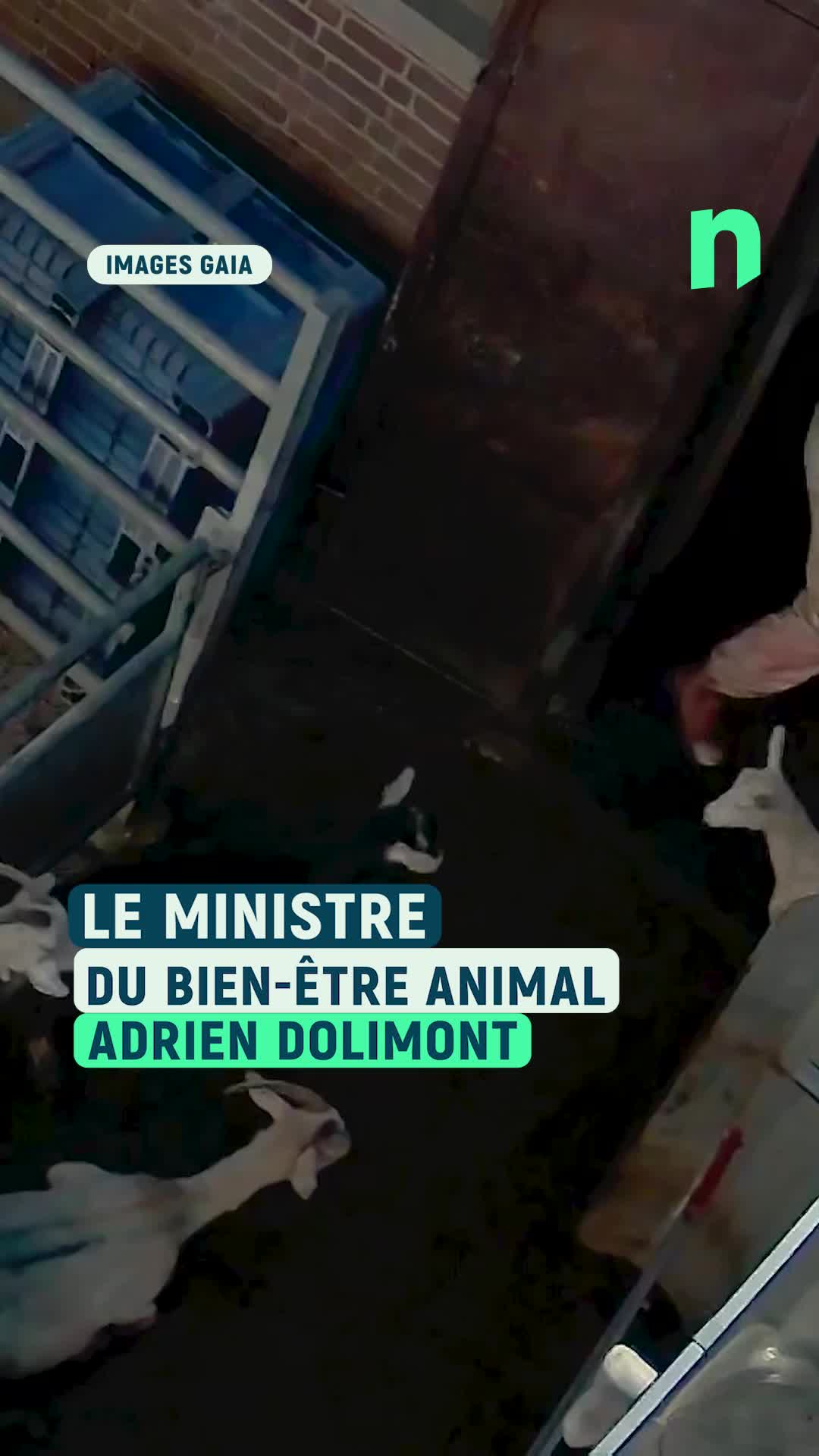 \u0022Tolérance zéro !\u0022 Le ministre wallon du Bien-être animal a été interrogé au Parlement wallon suite aux images de maltraitance à l\u0027abattoir d\u0027Ath.