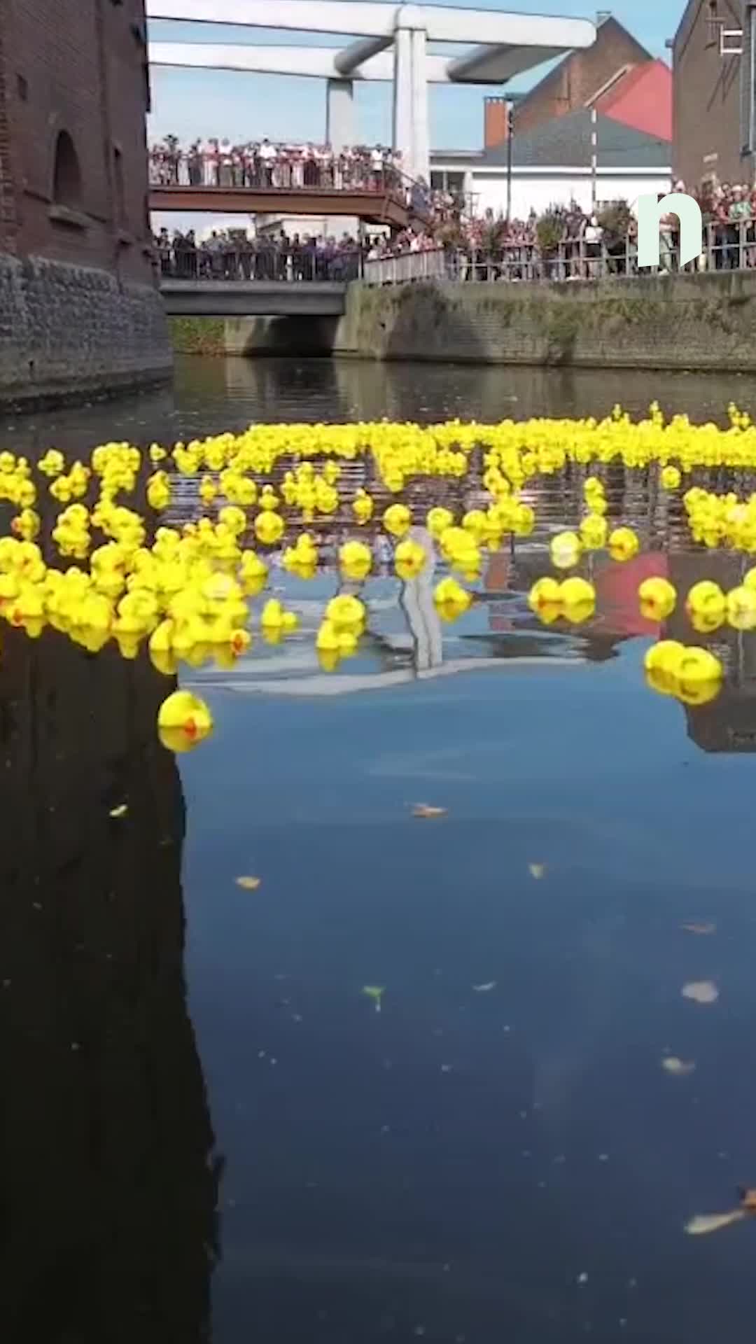 À Lessines\u002c 1 700 canards ont pris le départ de la deuxième course de canards sur la Dendre