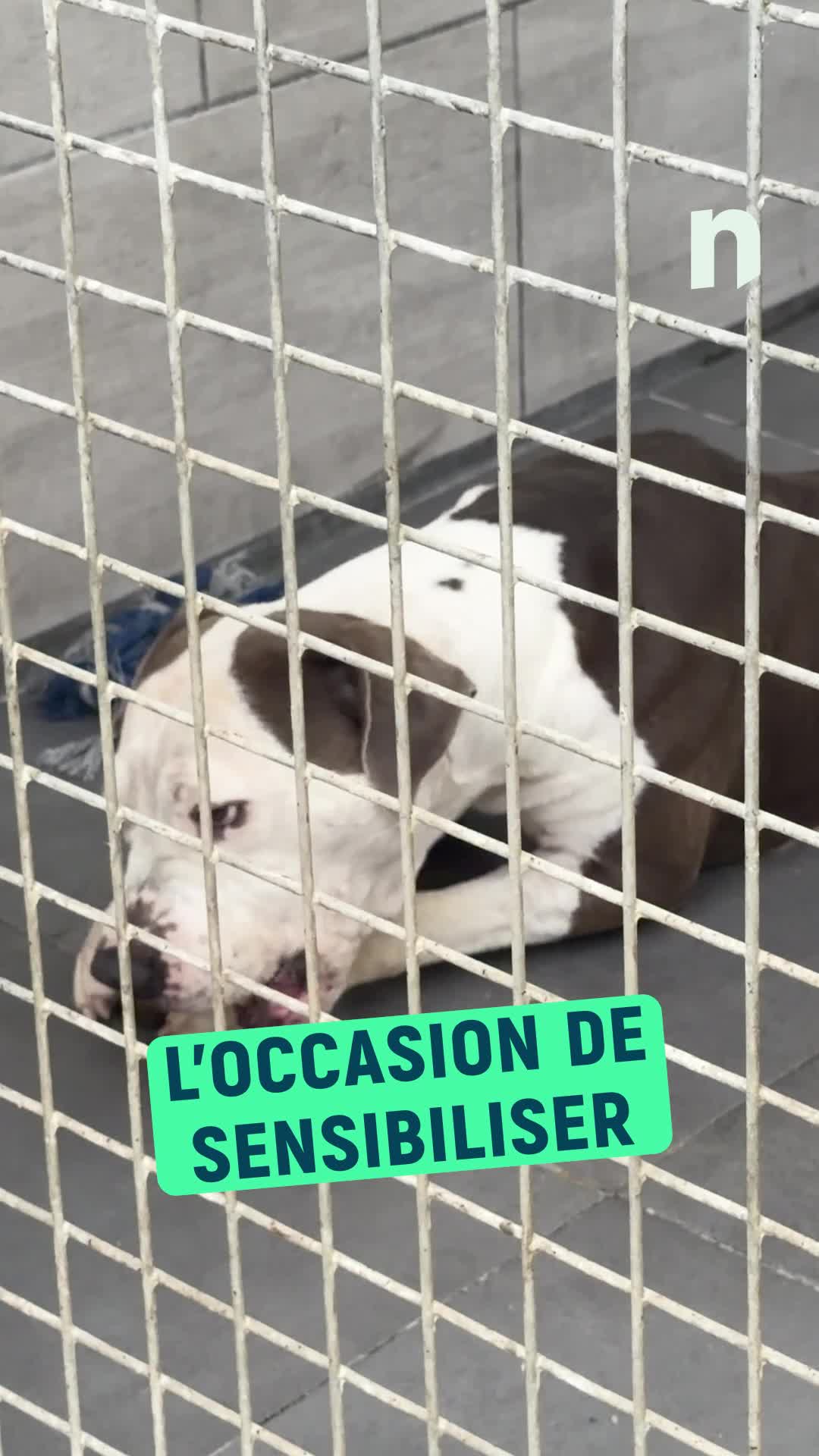 Premier salon du bien-être animal à Péruwelz