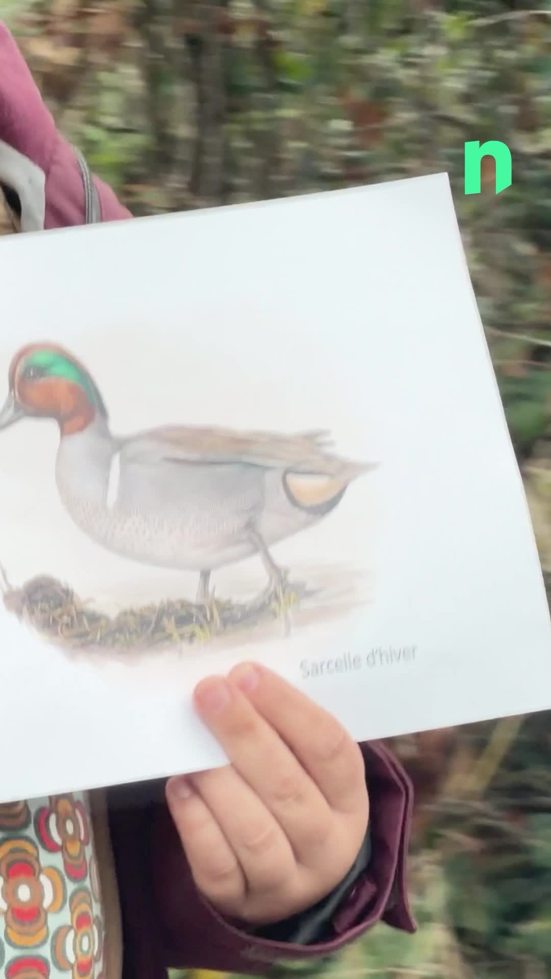 🦆Des centaines de canards en carton et un cortège funèbre pour dénoncer la chasse des oiseaux des marais d\u0027Harchies