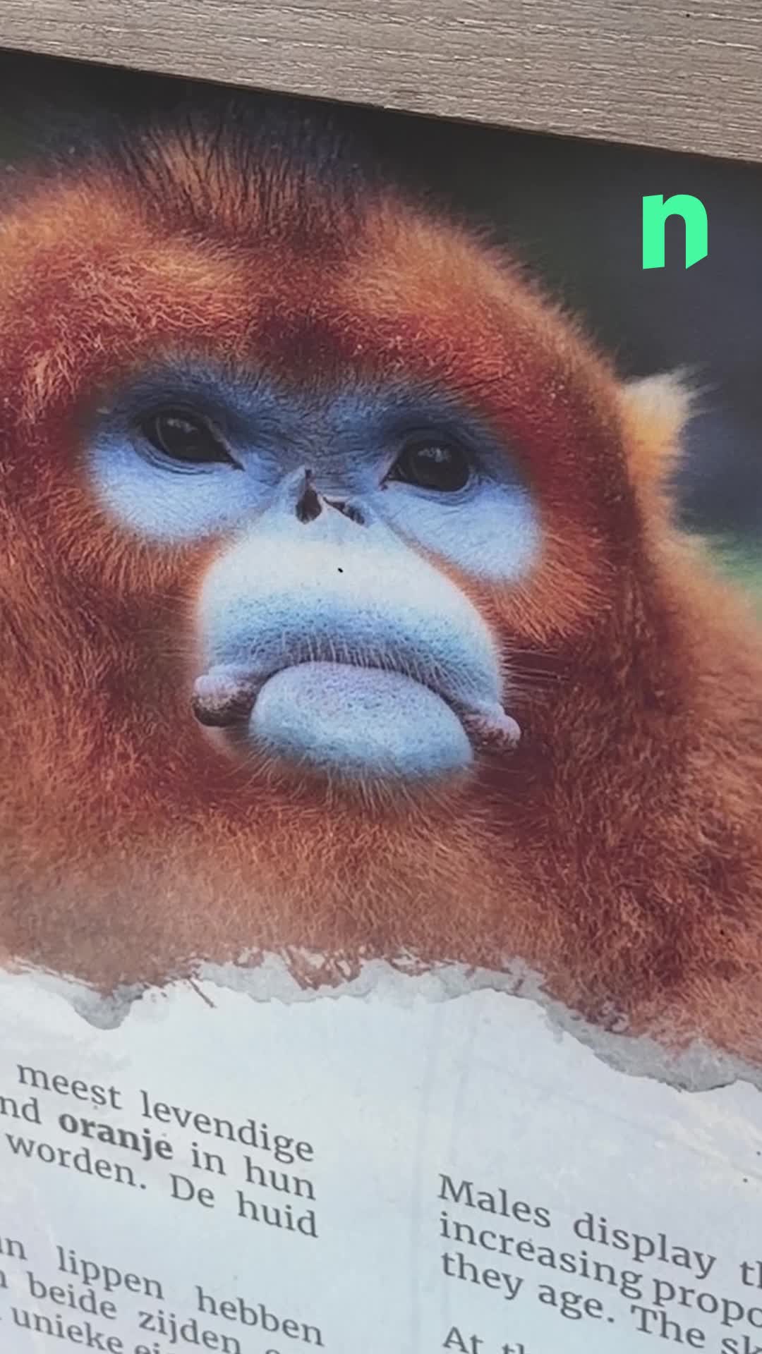 Ce jeudi matin\u002c lors de la cérémonie des 100 jours\u002c le parc animalier Pairi Daiza a dévoilé les noms de ses petits singes dorés nés au printemps !