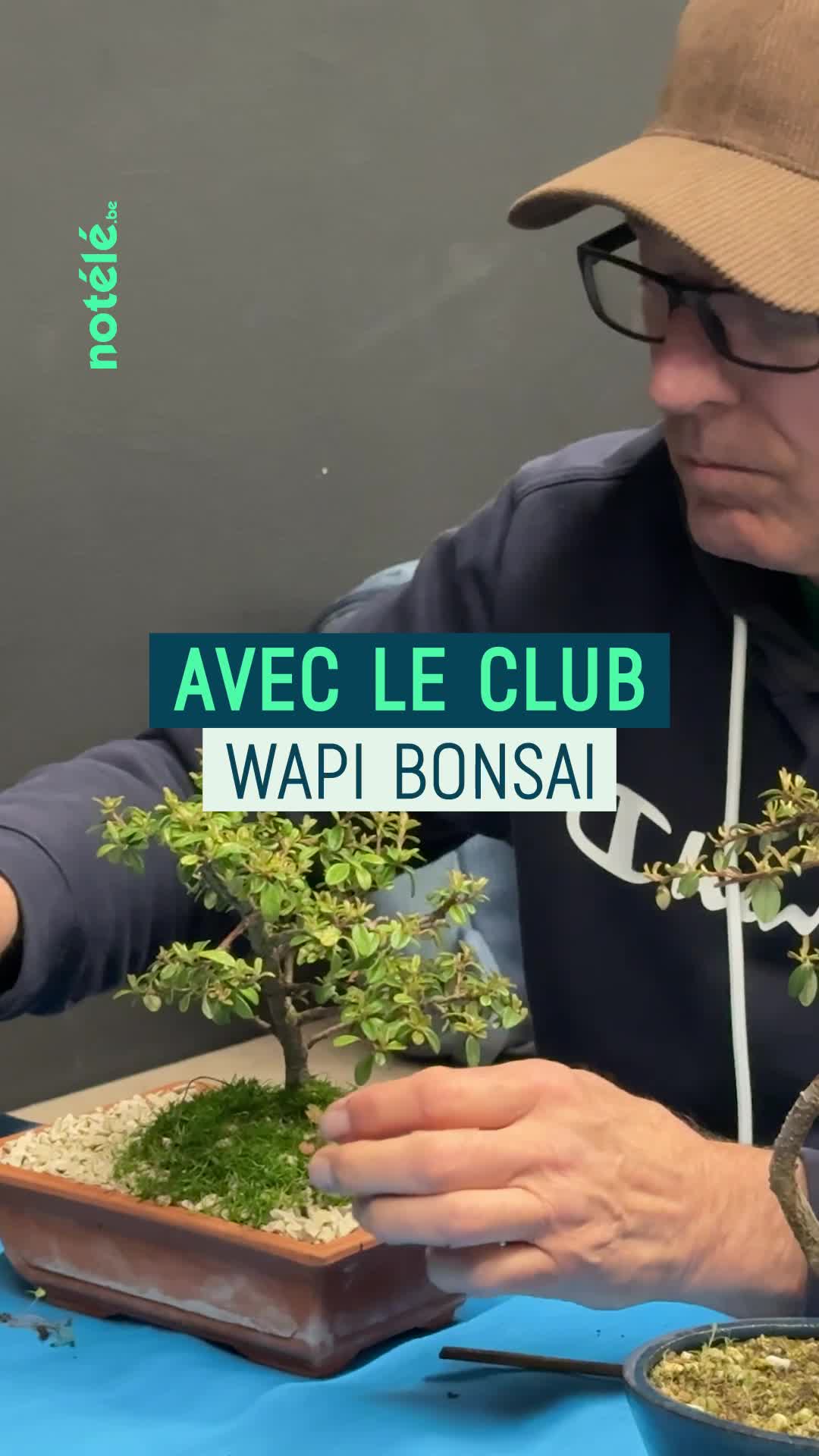 Le club Wapi Bonsaï vous donne ses meilleures astuces pour réussir votre bonsaï