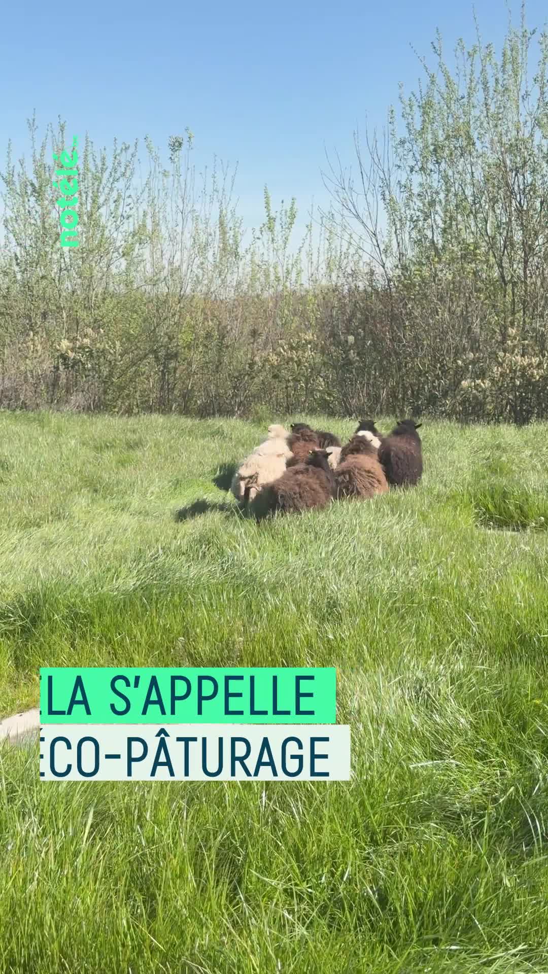 L\u0027entretien des espaces verts de la société Dufour confié ... à des moutons pour de l\u0027éco-pâturage