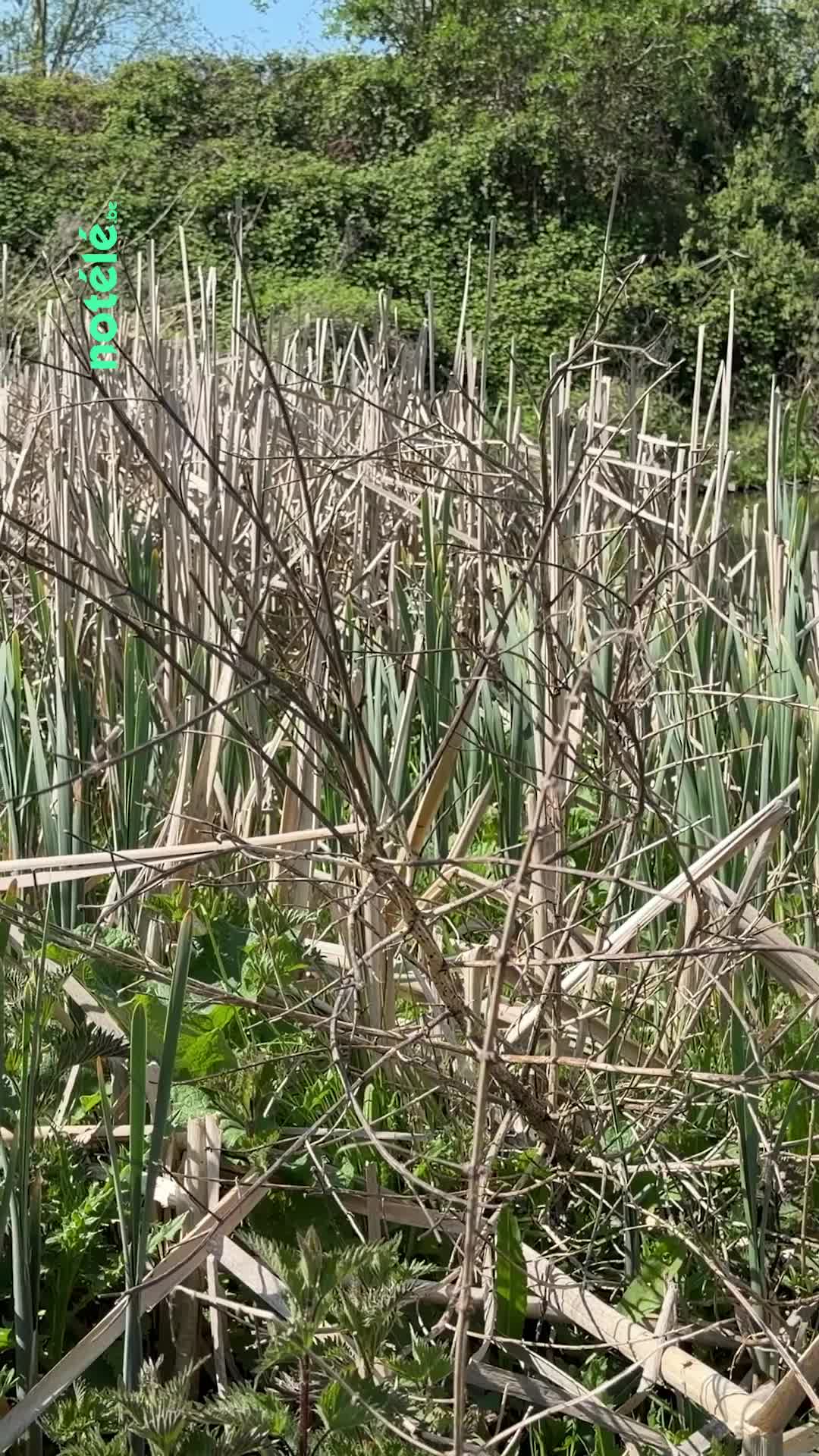 La fondation Pairi Daiza travaille sur le réaménagement du site des bassins de Brugelette