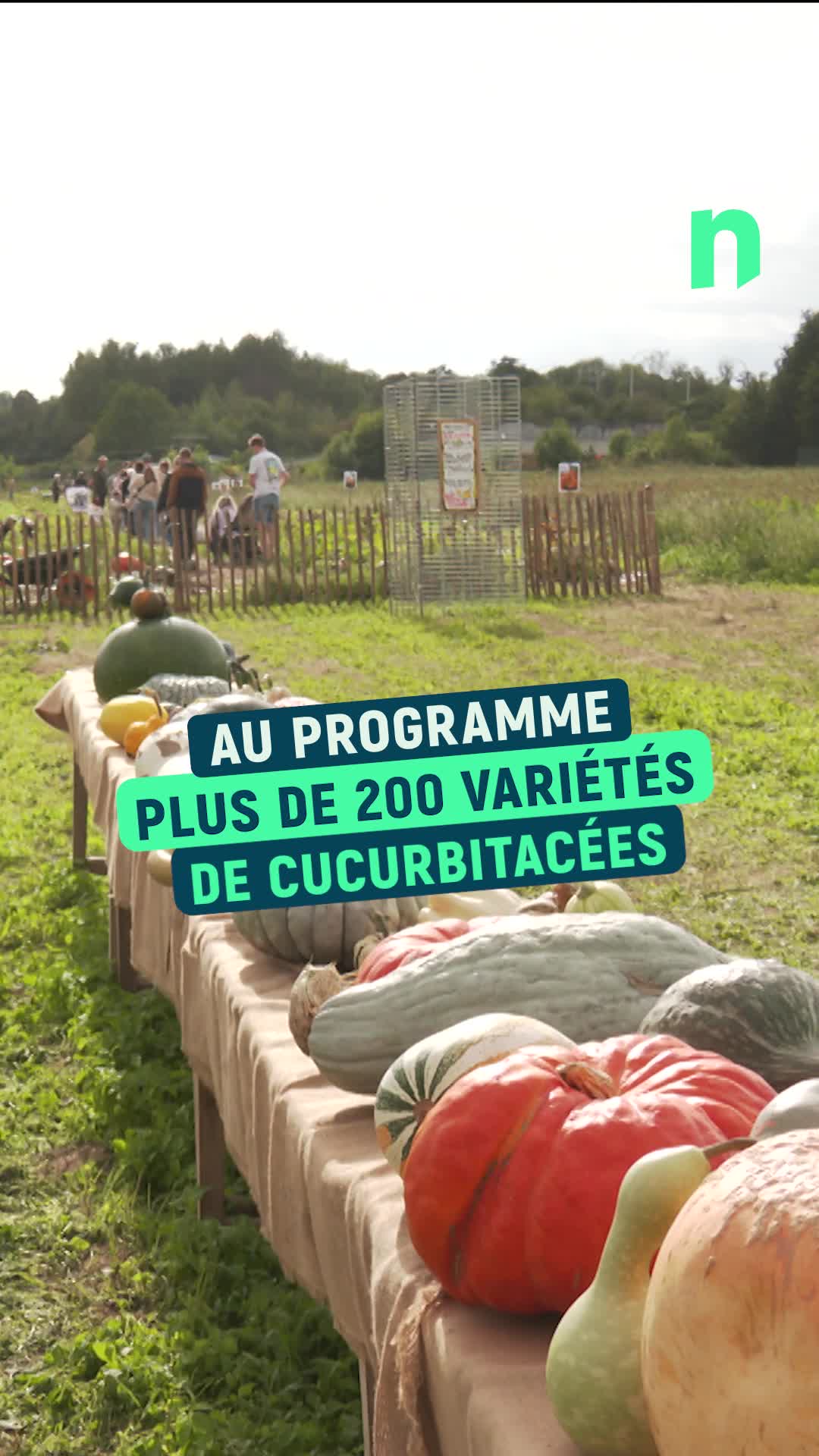 Antoing a accueilli plus de 3 000 visiteurs ce samedi et dimanche\u002c lors de son traditionnel Bukolik Piknik\u002c l\u0027ex-Fête des Courges.  Sur un domaine de 50 hectares\u002c 200 variétés de courges et cucurbitacées sont cultivées pour l\u0027occasion.