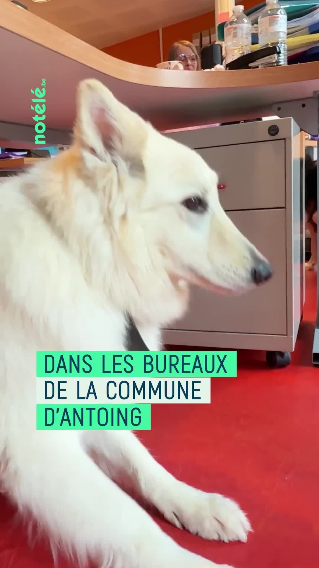 Ça vous dirait d\u0027aller au boulot avec votre chien ?   🐾
