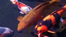 25 carpes Koï volées