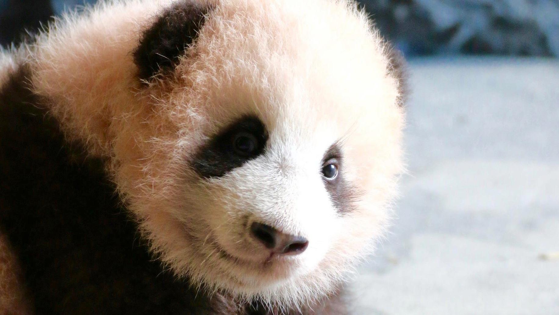 Dormir dans le parc de Pairi Daiza : le nouveau gros projet signé Eric Domb
