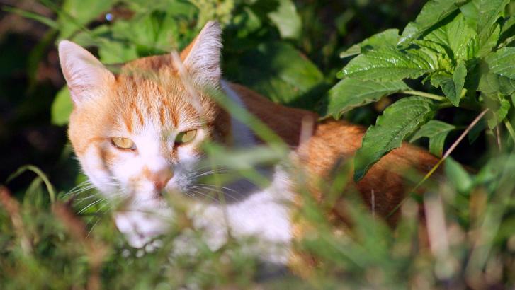 18 communes vont lutter contre les chats errants