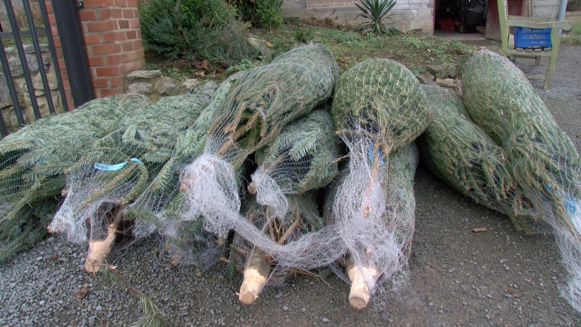 Sapins pour tous : nouvel arrivage à Choiseul