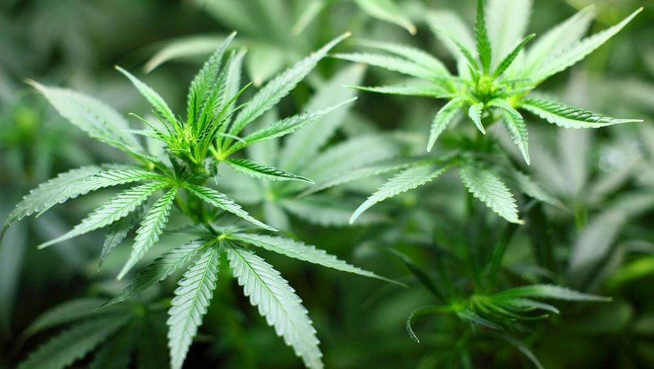 Une culture de cannabis découverte dans une maison à Celles