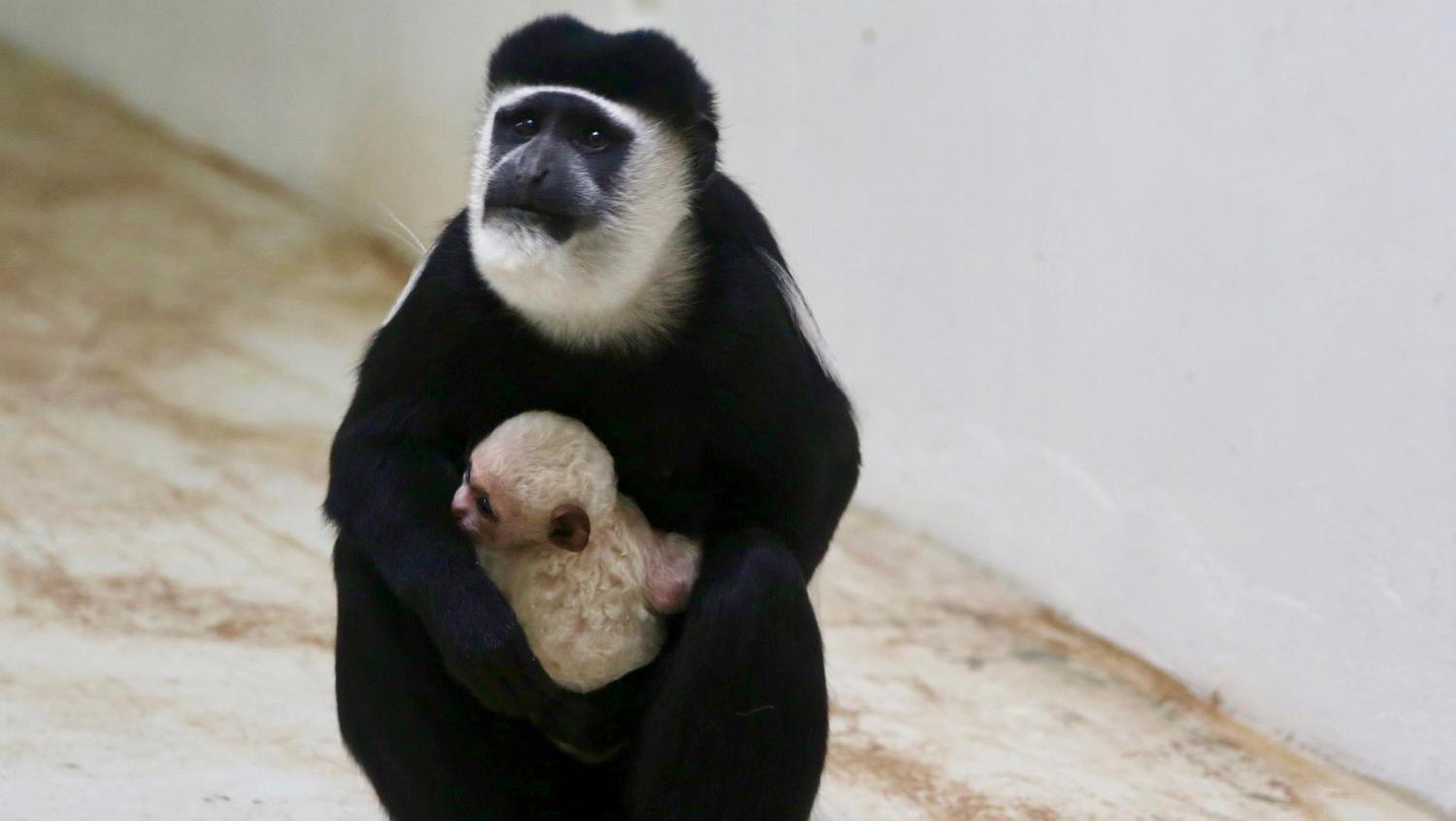 Pairi Daiza : Le premier bébé de 2017 est né