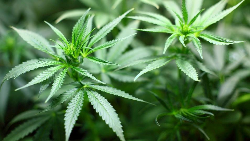 Elle cultivait de l’herbe à des fins thérapeutiques