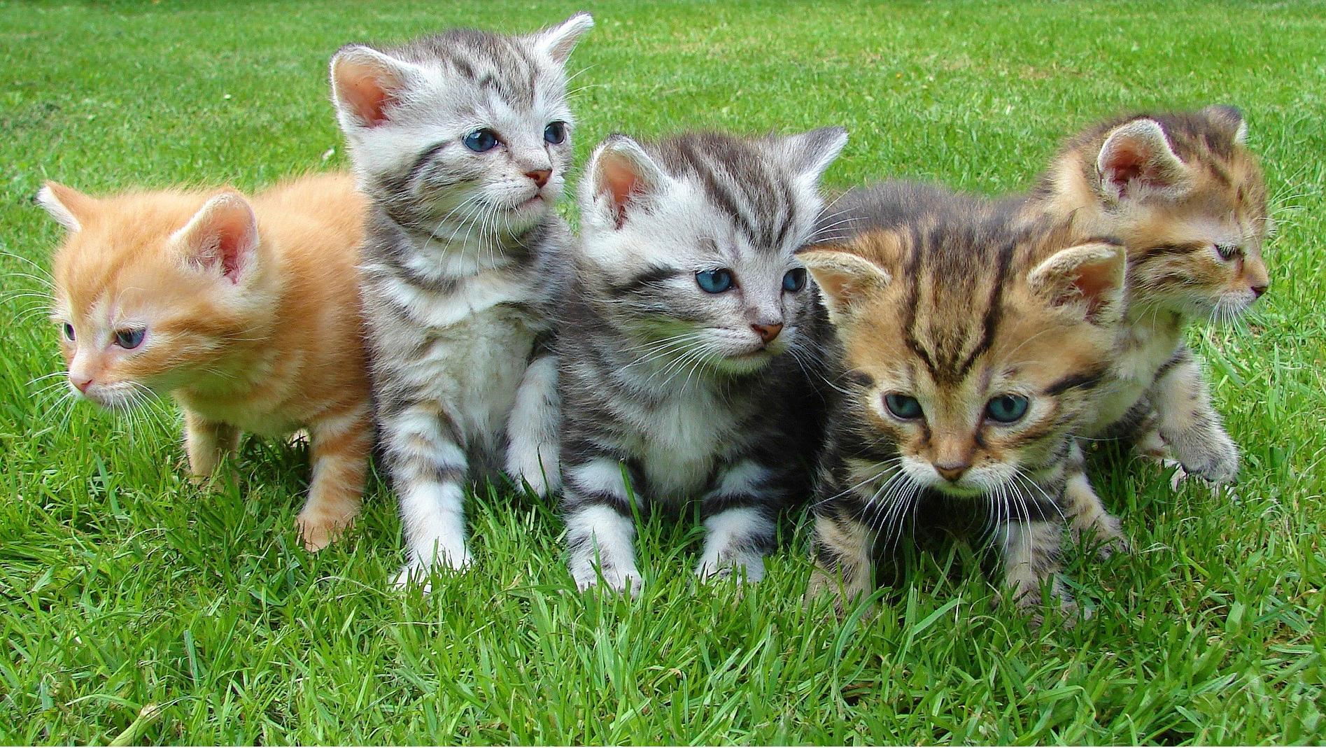 La commune va mettre la main à la poche pour stériliser et identifier vos chats