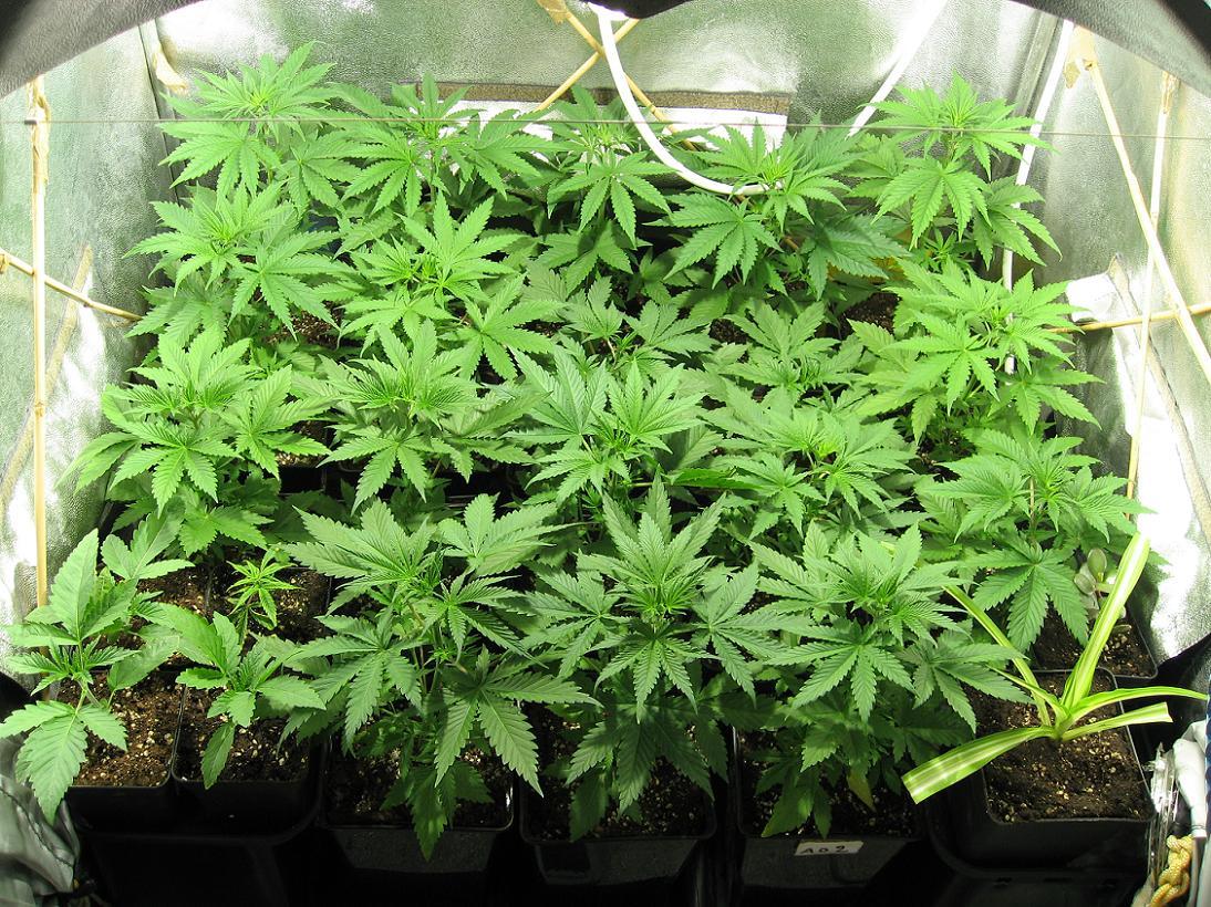 Près de 4.000 plants de cannabis découverts à Estaimpuis