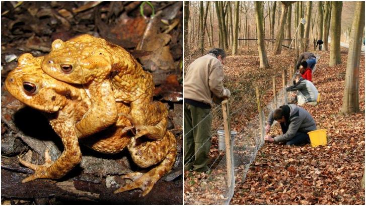 Appel aux bénévoles pour sauver des batraciens à Beloeil