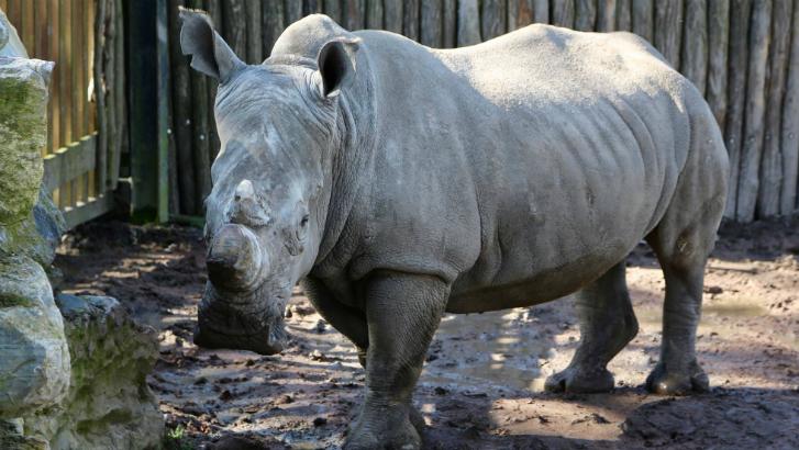 Les cornes des rhinocéros de Pairi Daiza raccourcies