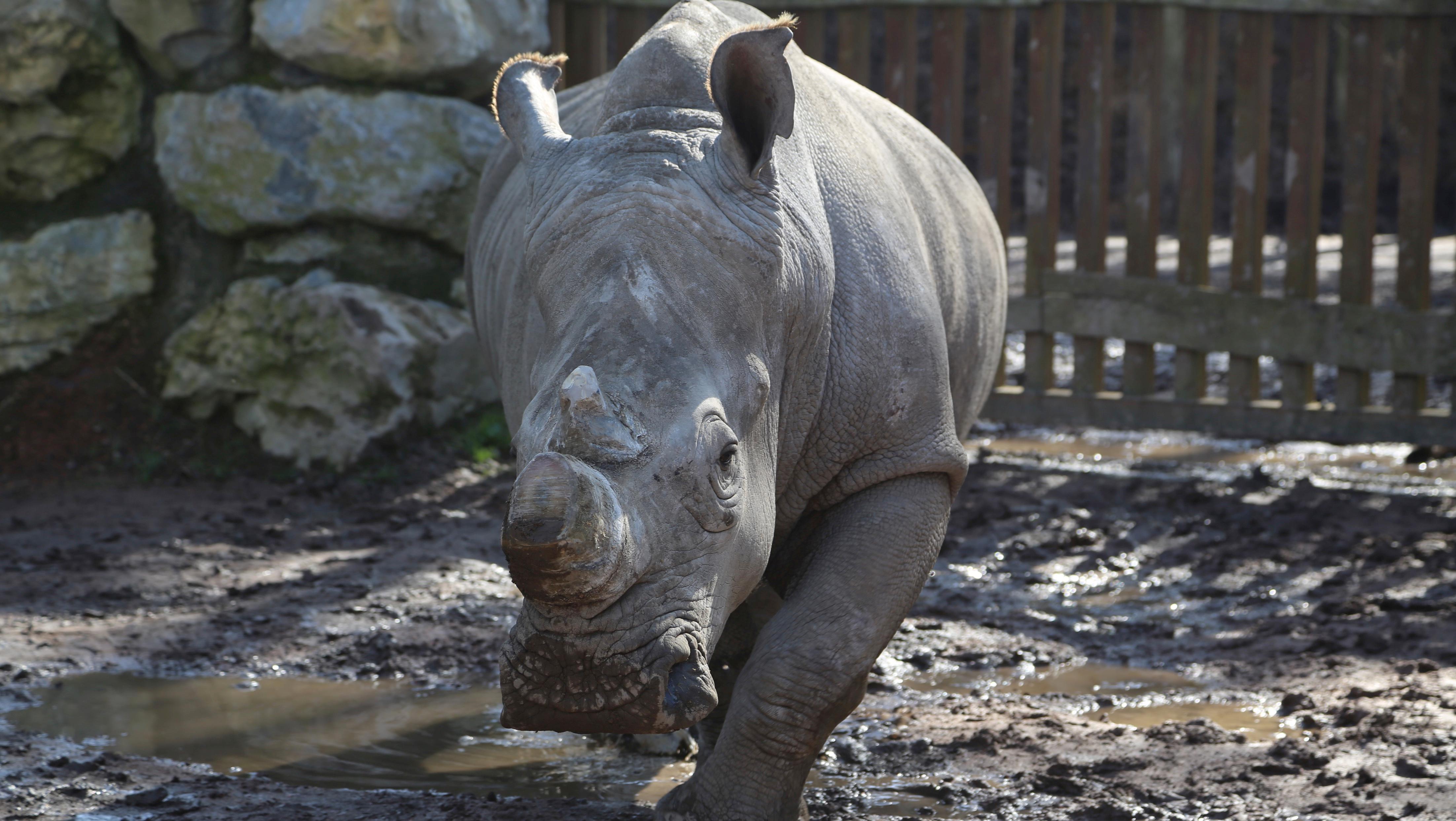 Les cornes de rhinocéros ont été réduites à Pairi Daiza 