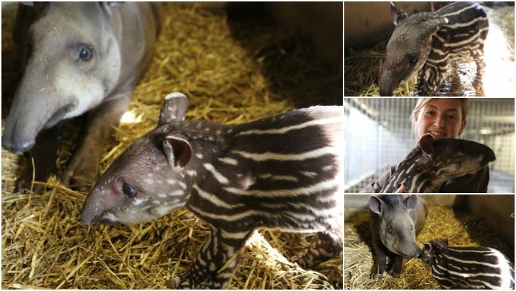 Naissance de Therry le Tapir à Pairi Daiza