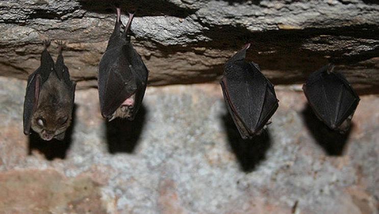 Il n’y aura pas de mât pour chauves-souris à Rumillies