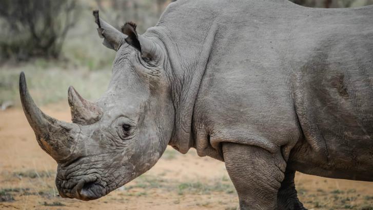Rhinocéros abattu dans un zoo français : quelles mesures à Pairi Daiza ?