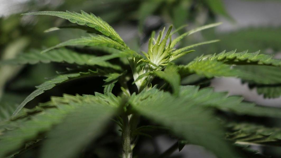 Un français arrêté à Mouscron pour culture de cannabis