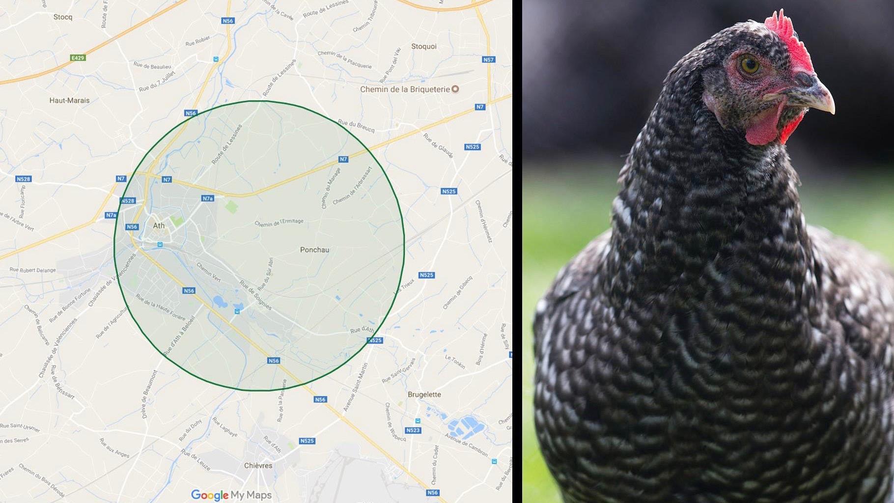 Nouveau cas de grippe aviaire
