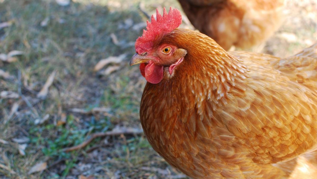 Nouveau cas de grippe aviaire à Tournai