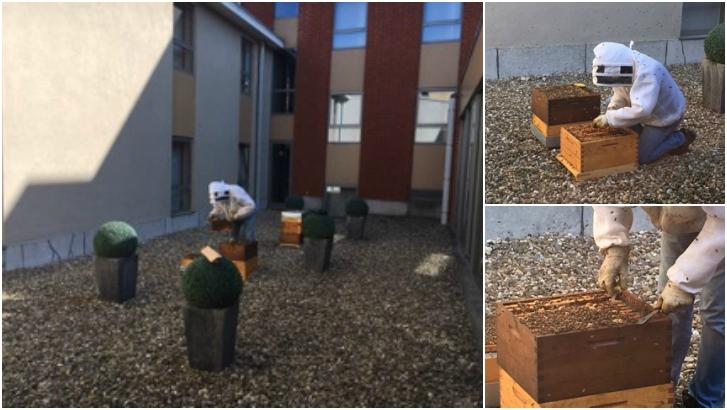 80.000 abeilles dans un hôtel mouscronnois