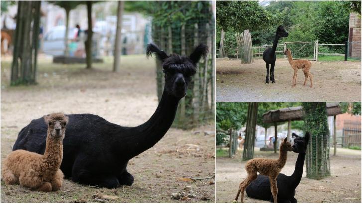 Carnet rose à Pairi Daiza : une petite alpaga est née