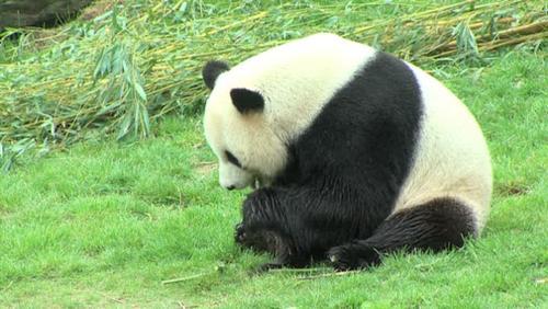 La Wallonie crée la première zone d'enjeu régional pour Pairi Daiza