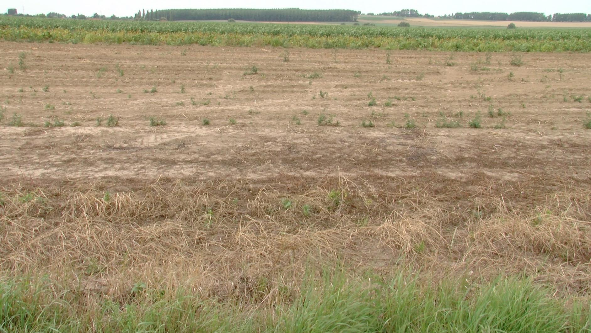 Sécheresse agricole : les agriculteurs sont invités à se manifester