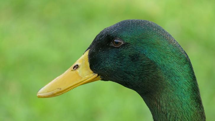 Ivres, 5 Mouscronnois tuent des canards avant de commettre un vol
