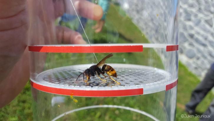 Une attaque de frelons asiatiques dans un rucher