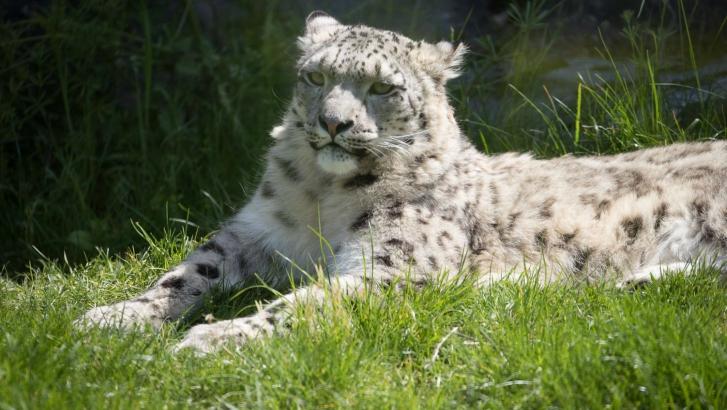 Décès d'une panthère blanche au parc Pairi Daiza