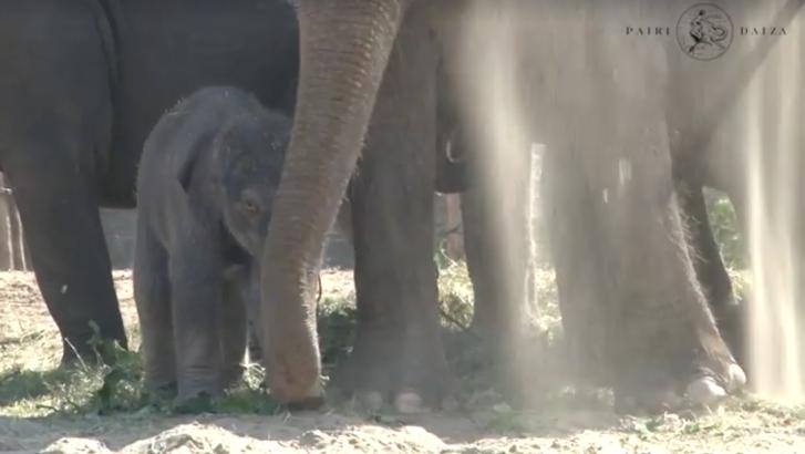 Choisissez le nom du bébé éléphant de Pairi Daiza
