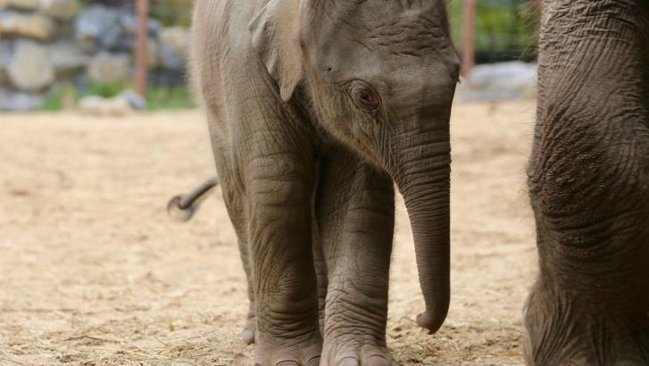 Le prénom de l'éléphanteau de Pairi Daiza a été choisi