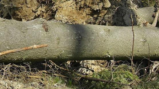Tempête Eleanor: des chutes d'arbres en Wallonie picarde 
