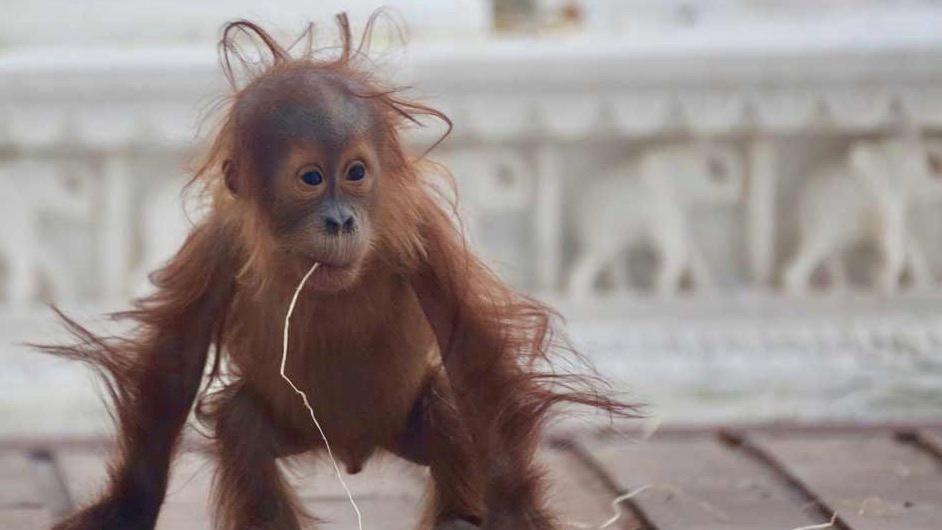 Pas de bébé panda mais un petit orang-outan à Pairi Daiza