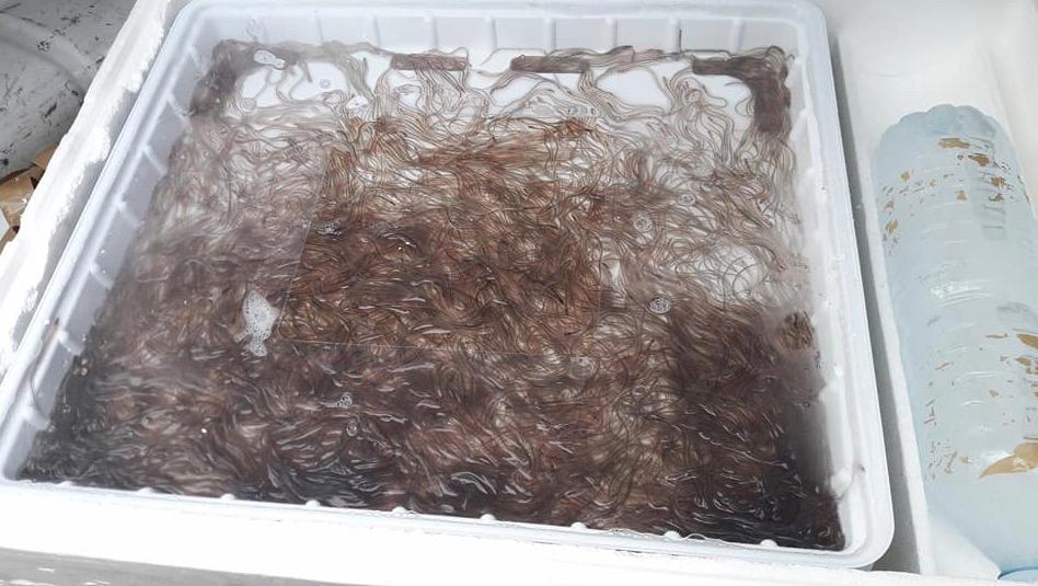 240 kg d’anguilles plongés dans les eaux wallonnes