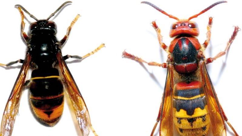 Frelon asiatique: appel à la vigilance dans la région du Pays vert