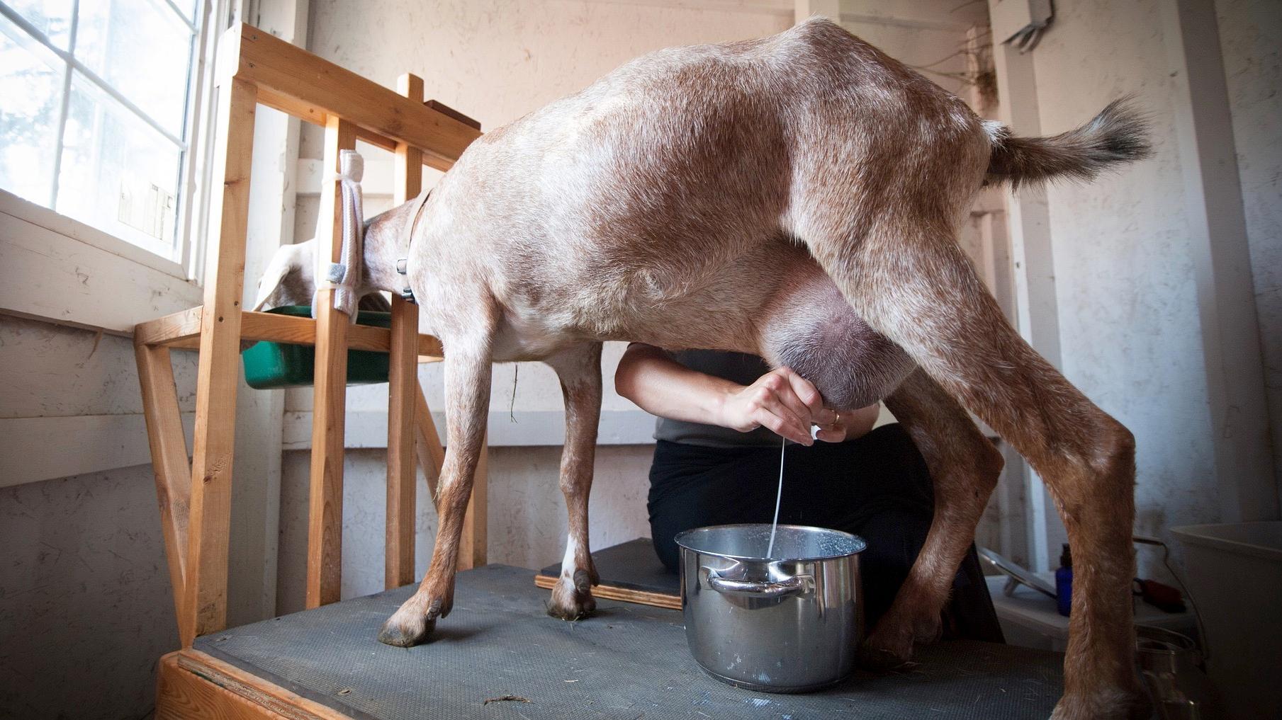 La Fromagerie de l'Enclus et la Ferme des trente bouleaux primées