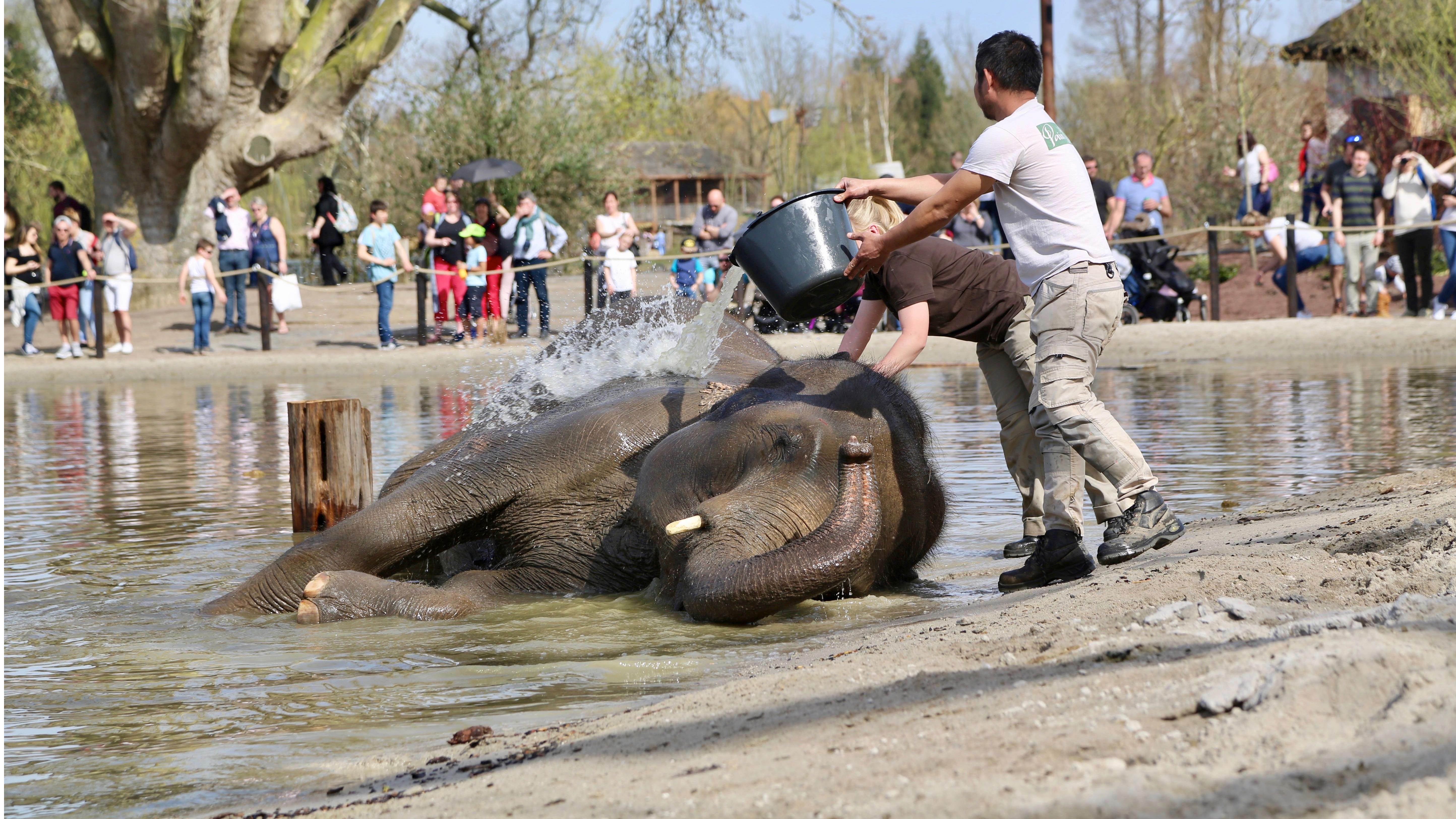 Vague de chaleur : 220 000 bouteilles d’eau pour les visiteurs de Pairi Daiza