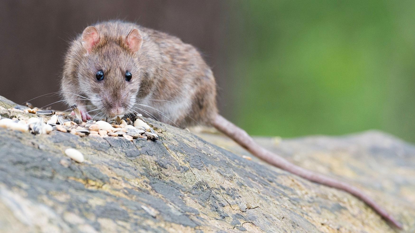 Des rats dans le Jardin de la Reine: nourrir les animaux est désormais interdit