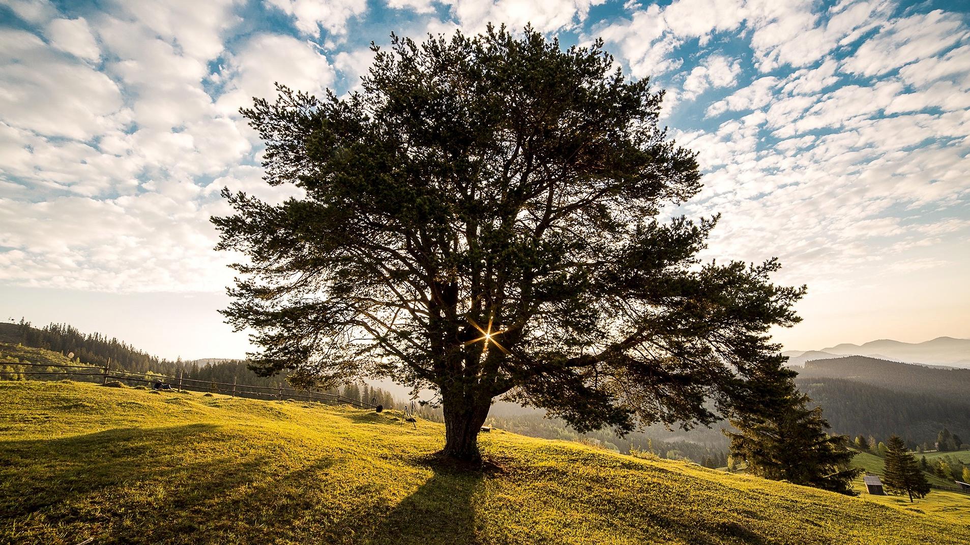 Un arbre en Wallonie picarde: commandez votre arbre dès aujourd'hui sur Internet