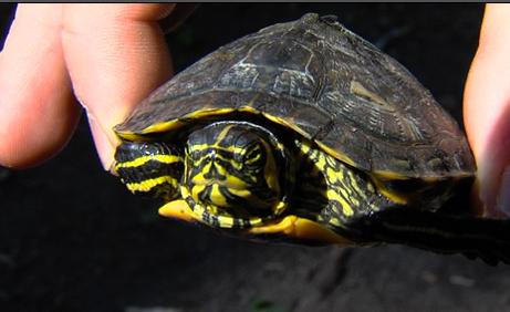 Alerte à la tortue carnivore