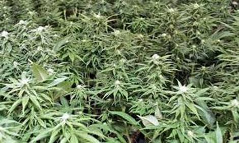 Découverte d’une culture de cannabis