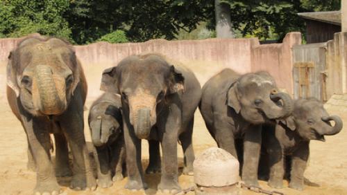 Arrivée d'une famille de cinq éléphants à Pairi Daiza